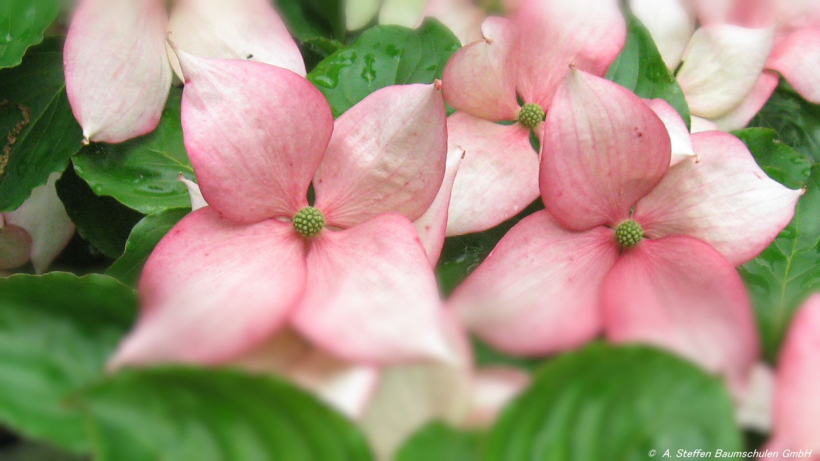 Cornus Rosy Teacups